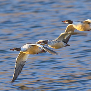 Common Merganser